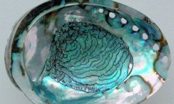 Переливчатое волшебство Перламутра — свойства и значение камня