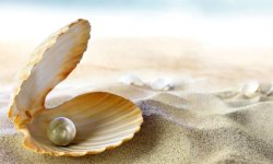 Жемчуг — ювелирный камень из раковин моллюсков